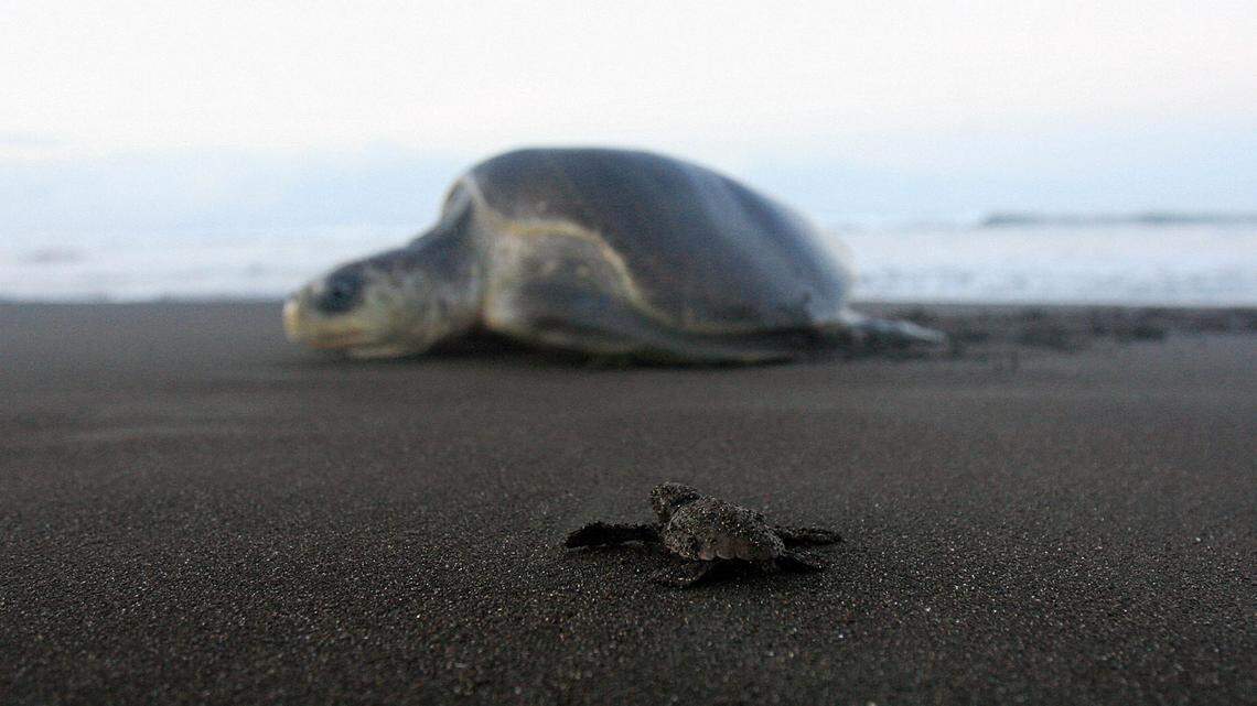 kemp’s ridley sea turtle