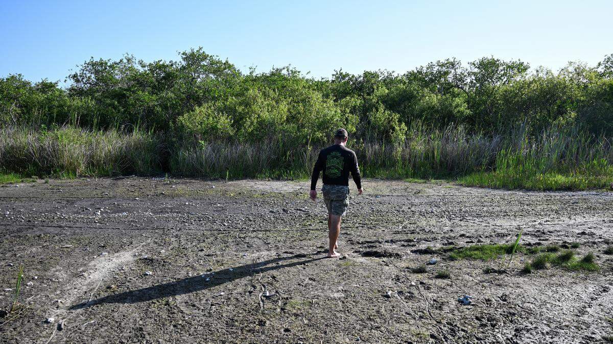 Marshall Jones, owner of Mack’s Fish Camp, walks through  drought -stricken wetland plants at Everglades National Park, in Pembroke Pines, Florida, May 16,. 2025. The South Florida Water Management District (SFWMD) issued a Water Shortage Warning for Miami-Dade and Monroe counties on Friday, Feb. 6, 2026, as well as Collier, Glades, Highlands and Lee counties amid continuing dry conditions and increasing water supply concerns.