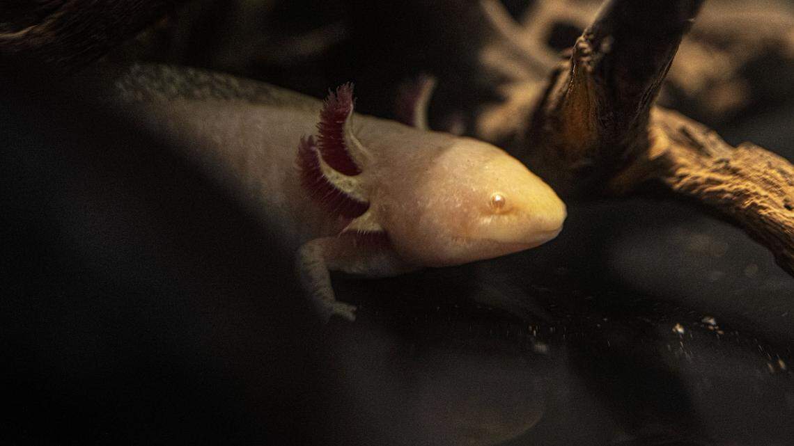 10-Year-Old Rescues Axolotl From Welsh River Takes Him Home