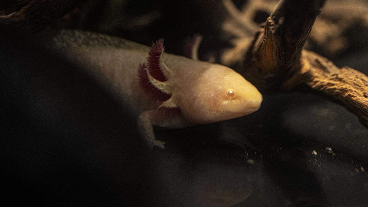 10-Year-Old Rescues Axolotl From Welsh River Takes Him Home