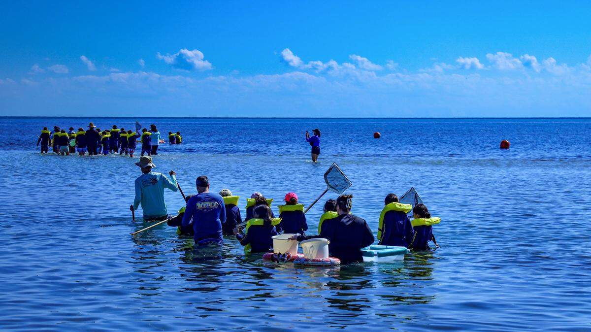 Pinecrest Elementary students head out to the ocean during low tide for the “Sea Grass Adventure” along with naturalists and volunteers to learn about aquatic life living in the sea grass on Monday, November 17, 2025, at Marjory Stoneman Douglas Biscayne Nature Center in Key Biscayne, Florida. 