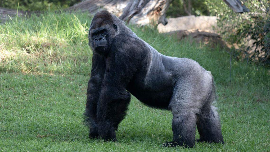 A picture taken on October 13, 2024 shows a gorilla in its enclosure in Valencia's Bioparc zoo. Better days could lie ahead for almost 150 great apes in Spain who stand to benefit from a pioneering bill that would strengthen laws safeguarding their well-being. (Photo by Jose Jordan / AFP) (Photo by JOSE JORDAN/AFP via Getty Images)