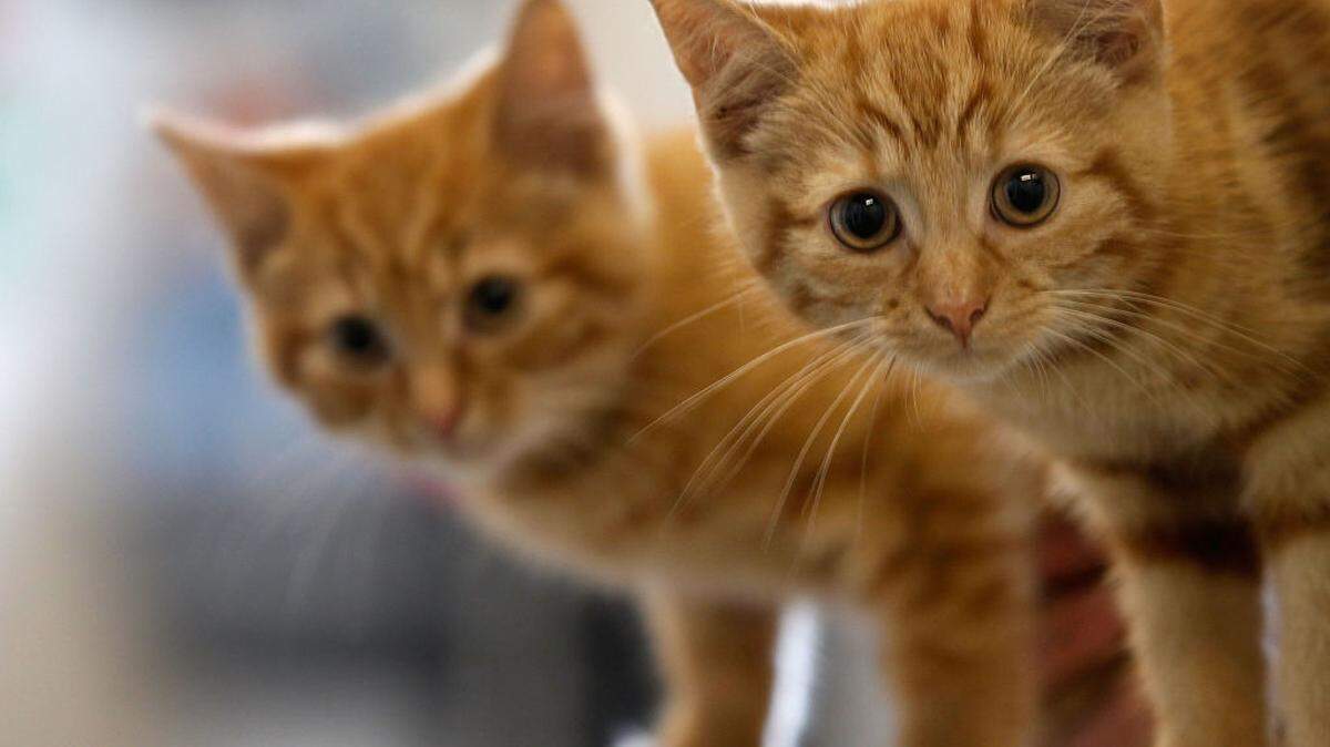 Birdsong, rain and a purring cat may be some of the best sound therapy available. Here’s what the research says about why they work.