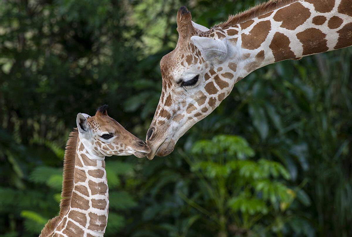 Sabra (right) attends to her fourth-born, a baby giraffe that came into Zoo Miami’s world on July 22, 2019.