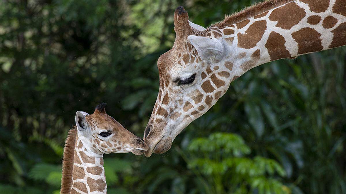 Sabra (right) attends to her fourth-born, a baby giraffe that came into Zoo Miami’s world on July 22, 2019.