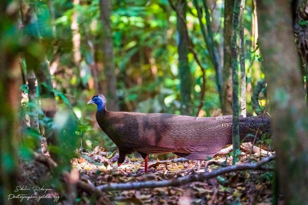 The great argus walking into a forest clearing.