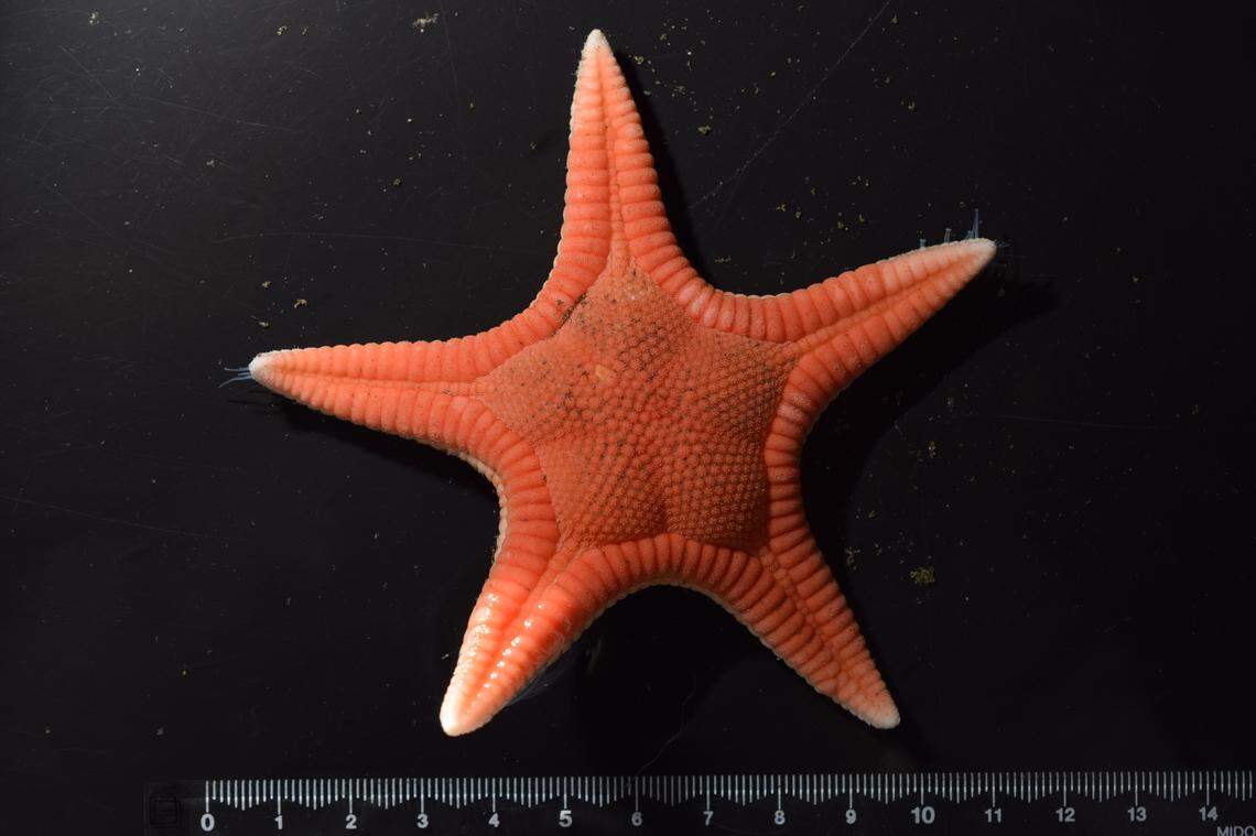 The five legs are short and robust, and covered with small plates, researchers said.