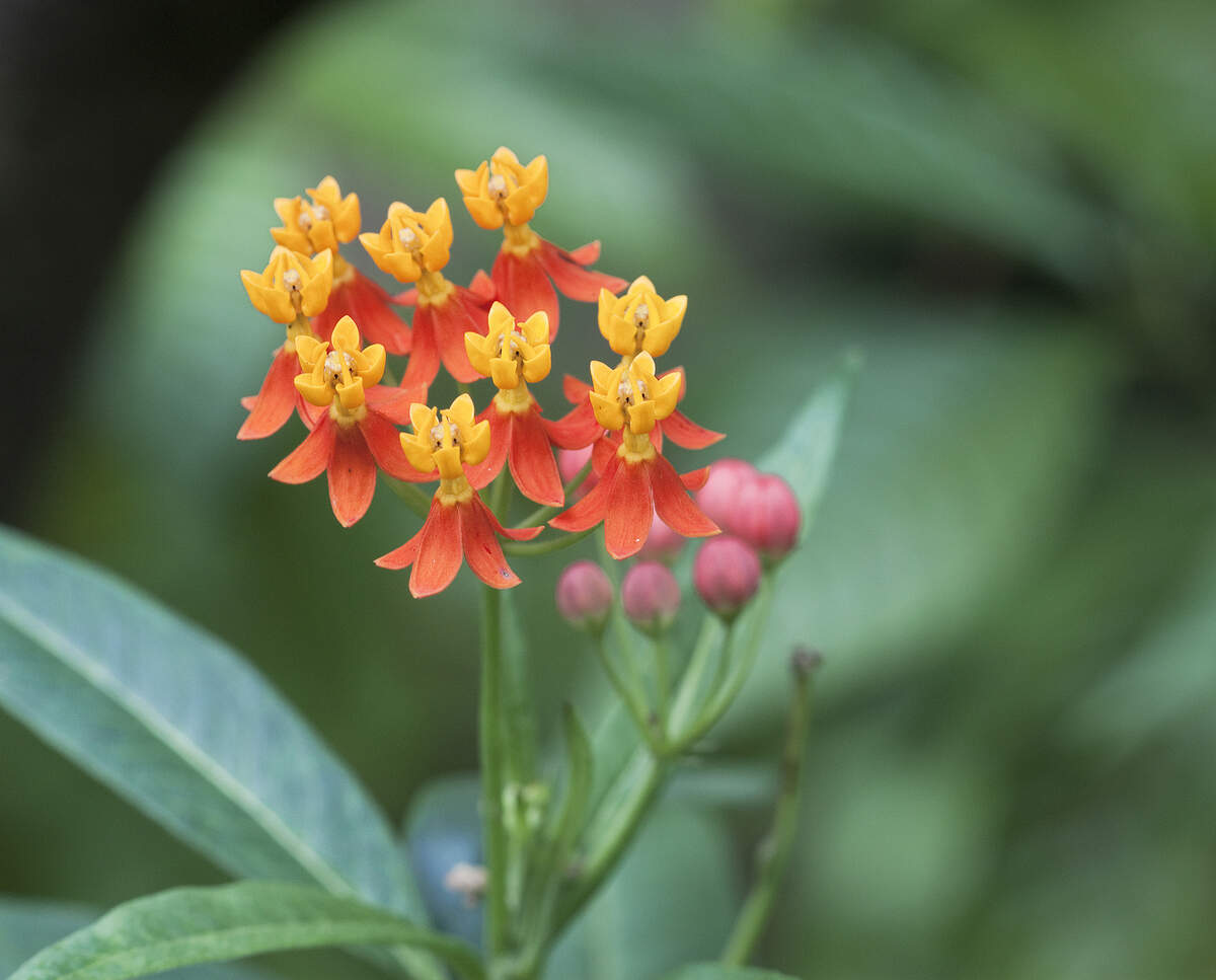 Milkweed is great for butterflies, but toxic to most pets.