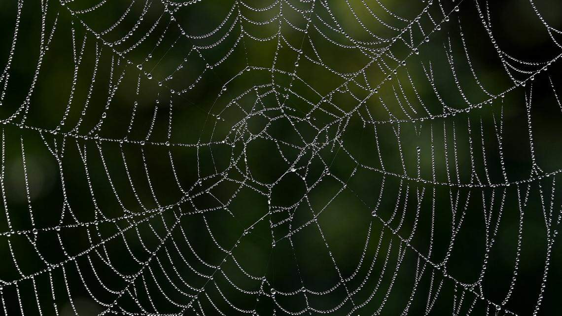 Dew drops hang in a spider's web near the small Bavarian village of Gilching, southern Germany, in the morning of the September 14, 2020. (Photo by Christof STACHE / AFP) (Photo by CHRISTOF STACHE/AFP via Getty Images)