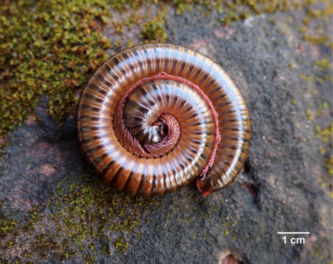 The creatures were found lurking under leaf material around trees.