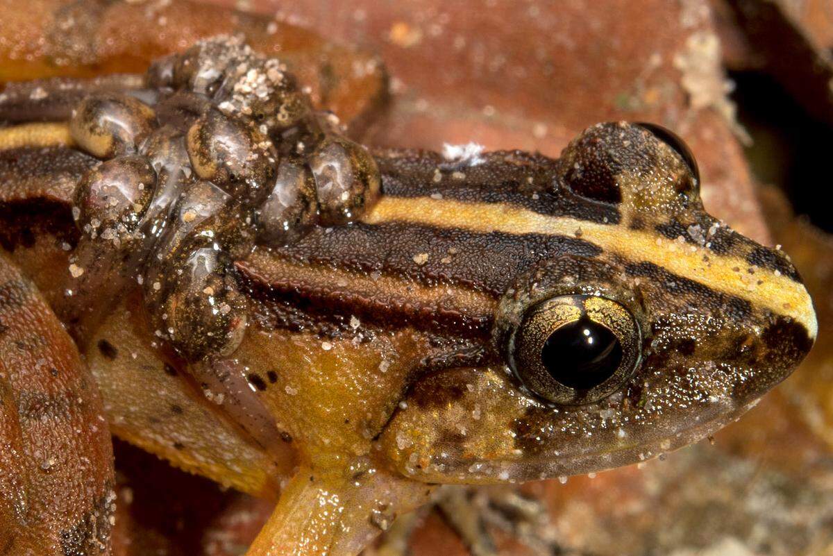 The smooth guardian frog was actually revealed to be seven separate species, researchers said.