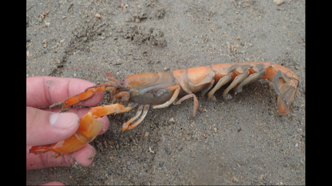 The two new species were only found alongside ghost shrimp, the study said.