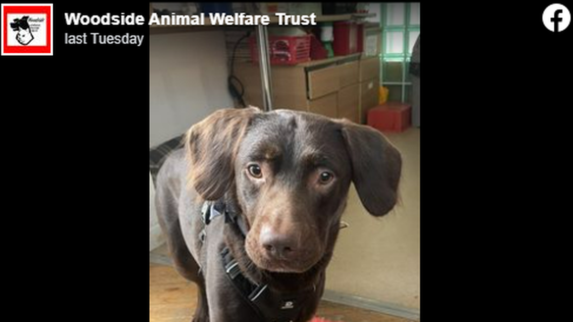 “A first for us,” the rescue said after treating the dog for weeks.