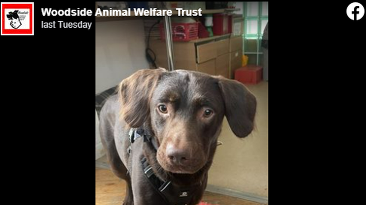 “A first for us,” the rescue said after treating the dog for weeks.