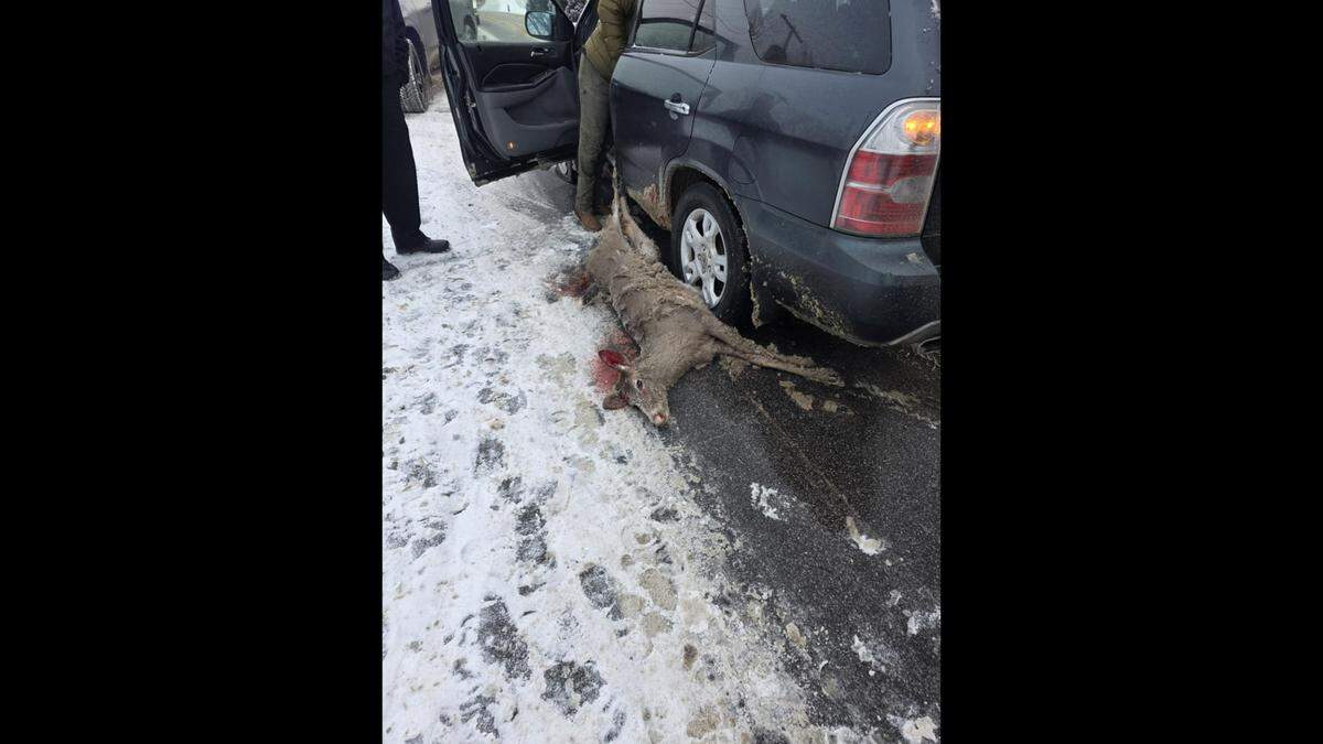 It is suspected the deer was already dead when the driver saw it and decided to take it with him, officials said.