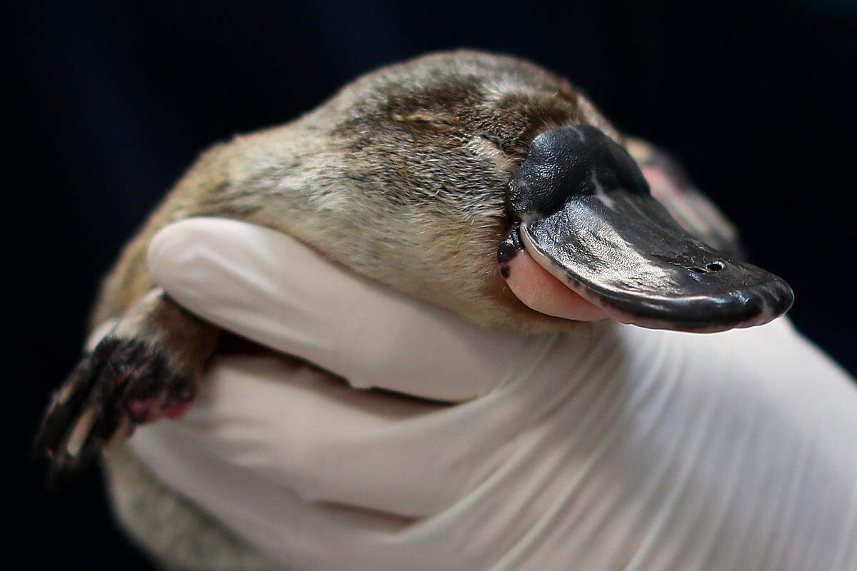 platypus taronga zoo