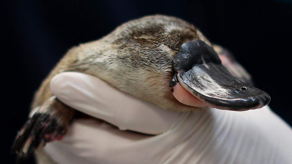 platypus taronga zoo