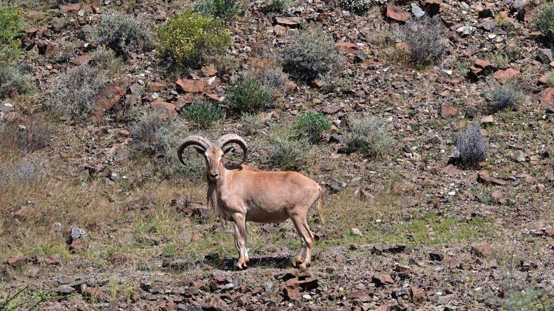 A barbary sheep grazes in Hatta on May 16, 2024. (Photo by Giuseppe CACACE / AFP) (Photo by GIUSEPPE CACACE/AFP via Getty Images)