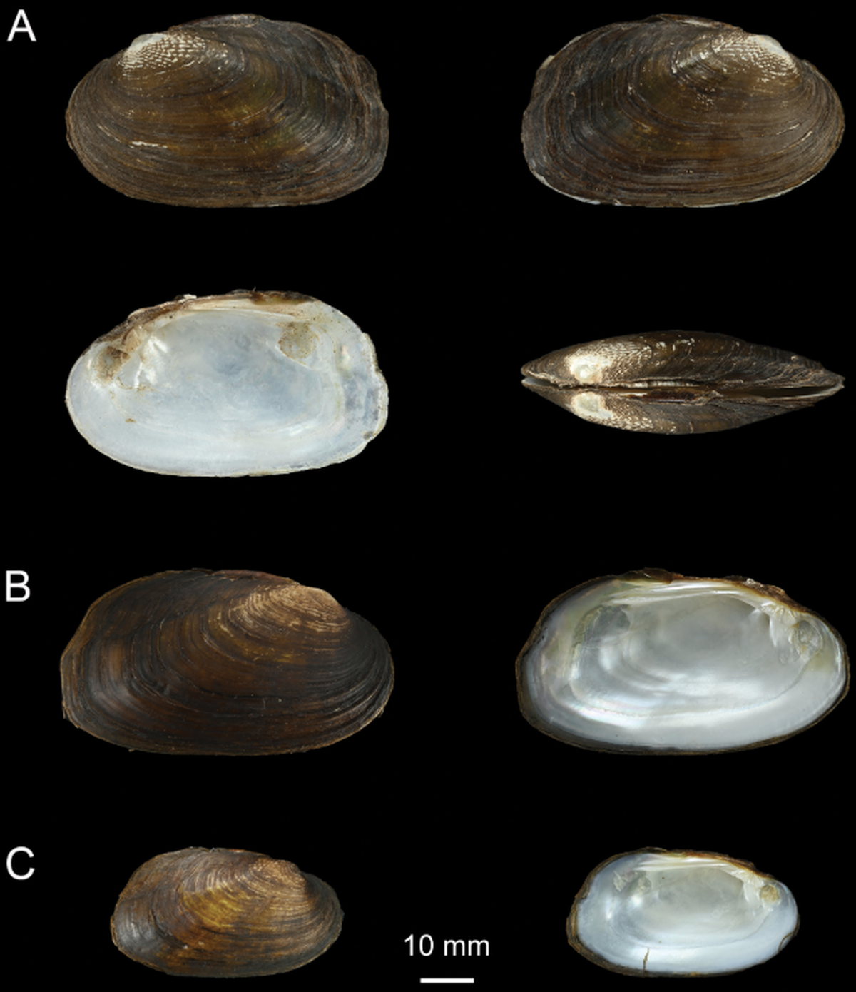 The everlasting pseudo-wedge mussel was named for a pristine environment researchers hope to maintain.