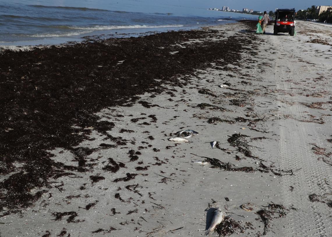 The most severe red tide to hit Florida in more than a decade has left a trail of dead fish, sea turtles, manatees and other marine life along the southwest coast.