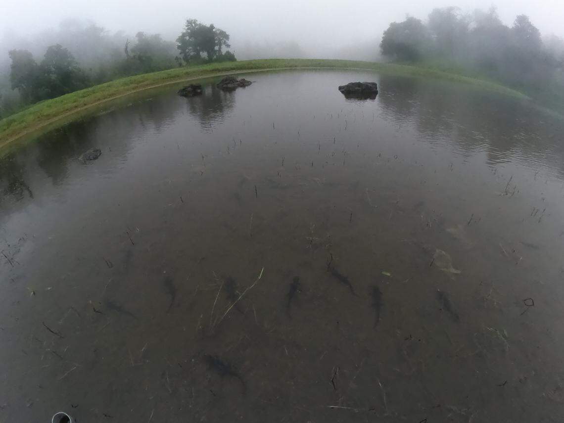 A lake with several Tylototriton zaimeng, or Zaimeng Lake crocodile newts, in the foreground.