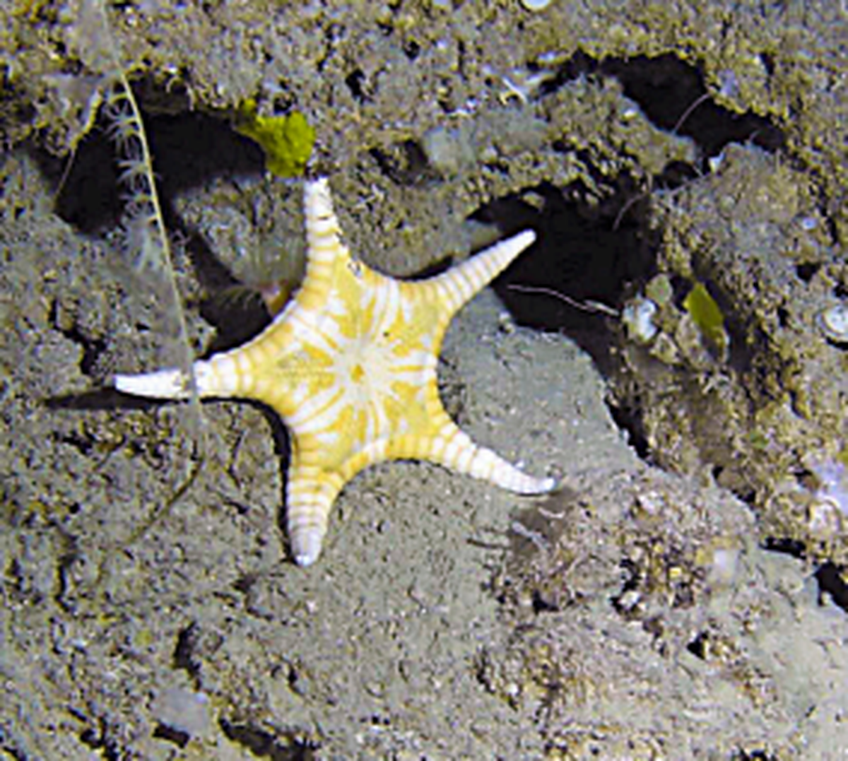The creatures have five elongated, triangular arms.