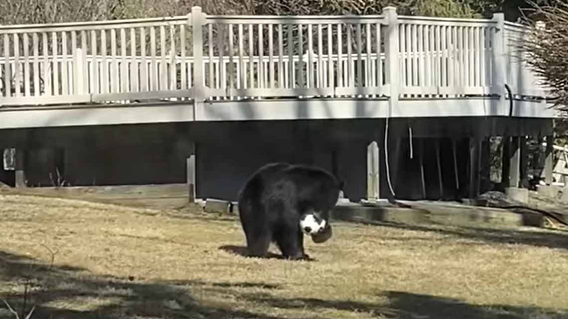 A black bear played with a soccer ball before going on a trampoline in a woman’s backyard in New York, video shows.