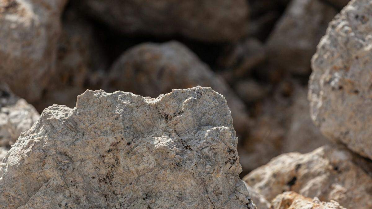 At a quarry in China, researchers uncovered a prehistoric transitional species from millions of years ago.