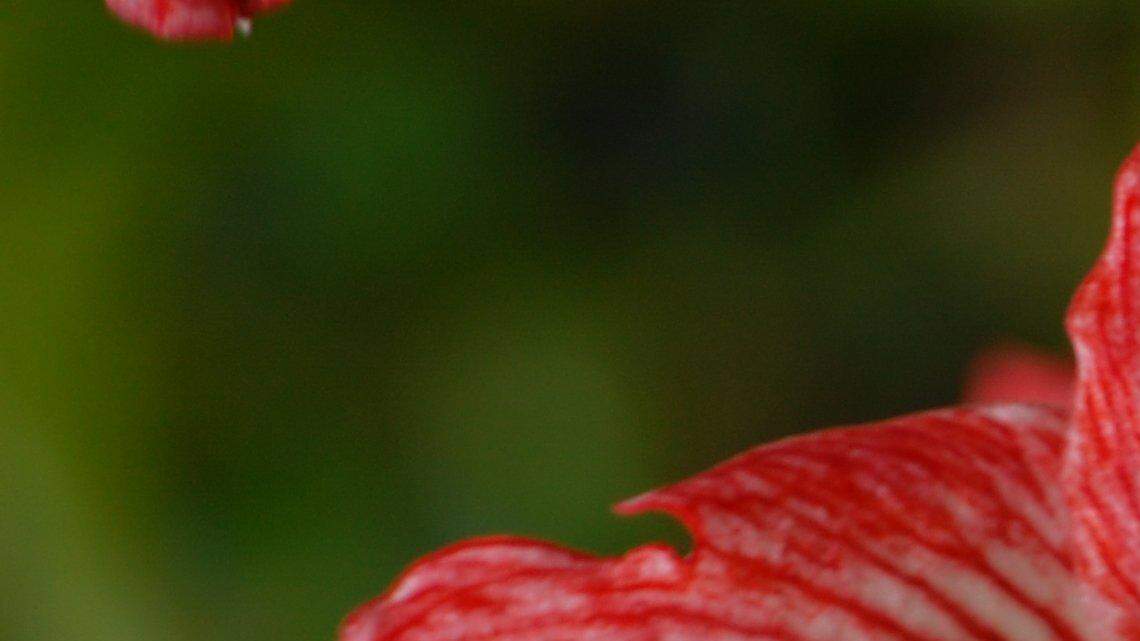 How to brighten winter central Pa. days with the amaryllis plant