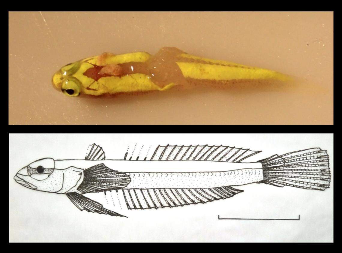 The yellow fish retained its color for two years, earning its name, researchers said.