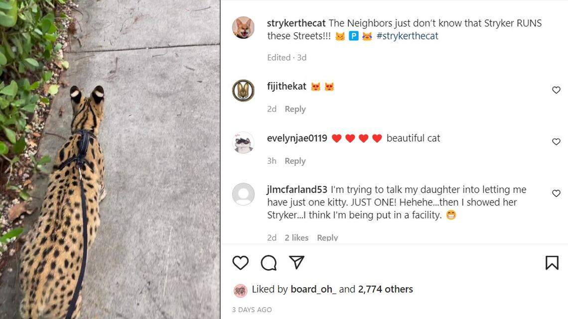 Stryker the Cat is walked on a leash in Miami’s Buena Vista neighborhood