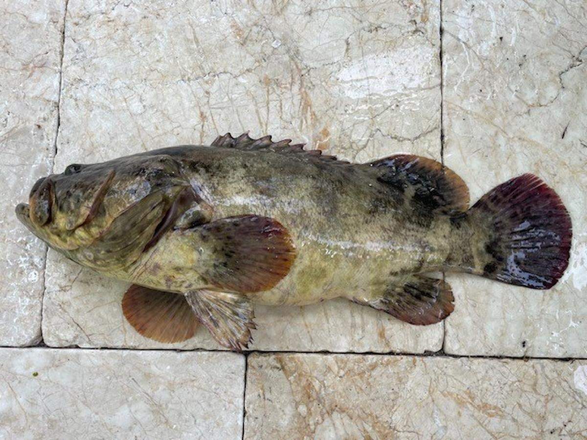 A goliath grouper is displayed on a house’s patio in the Venetian Shores neighborhood in Islamorada Sunday, July 16, 2023.
