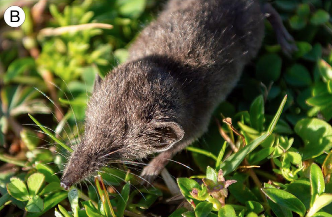 The shrew is very small, weighing about the same as a penny.