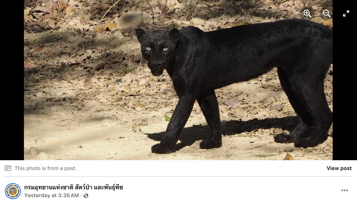 The leopard took a leisurely walk across the road as tourists sat and watched in a vehicle, officials said.
