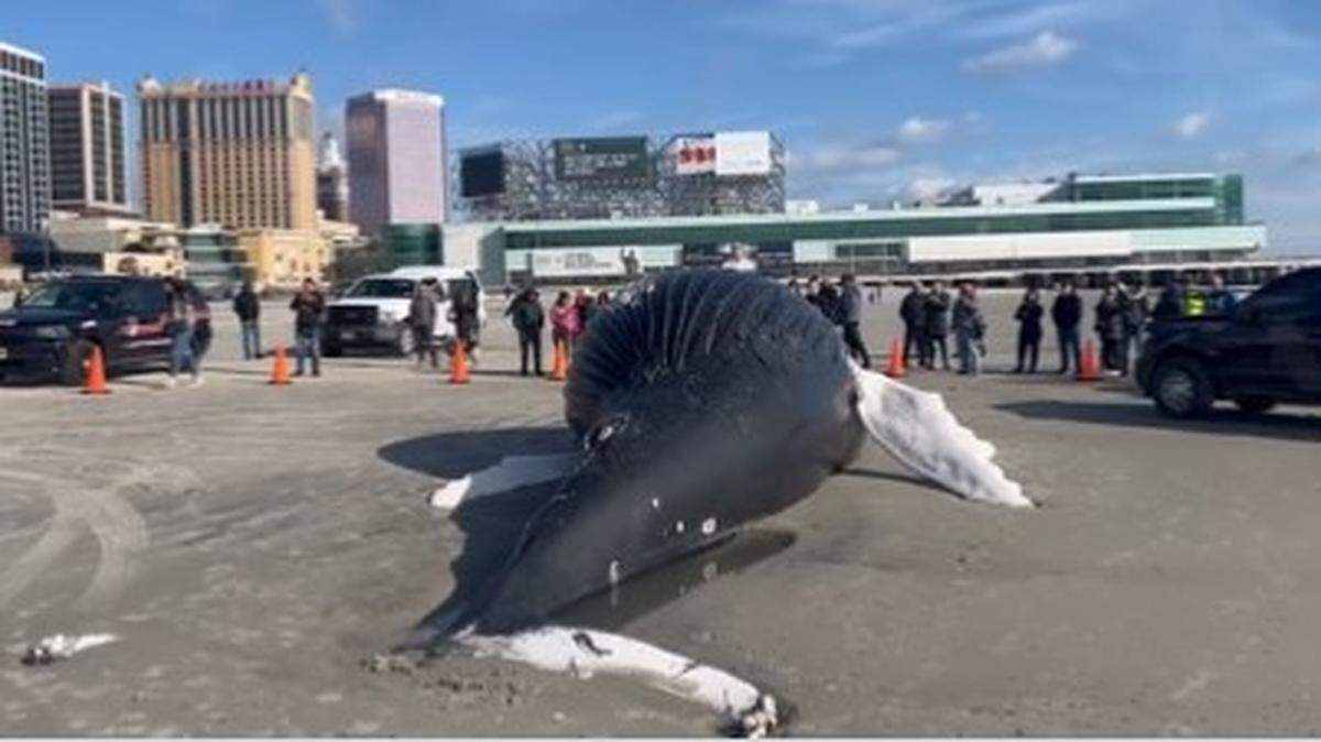 A second dead whale in a month has washed up on an Atlantic City beach in New Jersey, this one a 30-foot humpback.