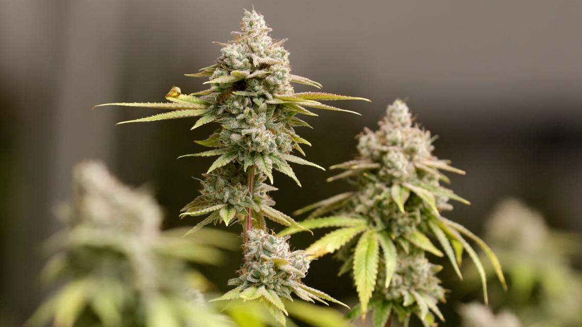 A woman is suing the caterer of a wedding, accusing her of lacing the food with marijuana and serving it to guests in Longwood, Florida.