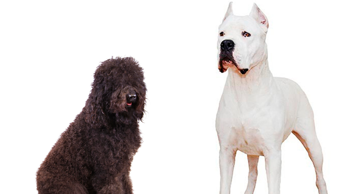 The American Kennel Club announced Tuesday that the Barbet (left) and dogo Argentino (right) will be added to their list of recognized breeds. The Barbet is more of a family dog while dogos are for more experienced owners.