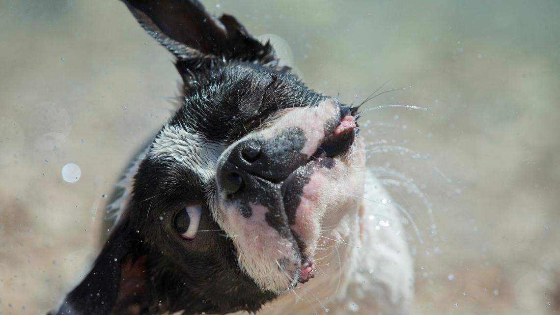 A dog shakes off after swimming in the Adriatic Sea on a beach dedicated to dogs in Crikvenica, Croatia.