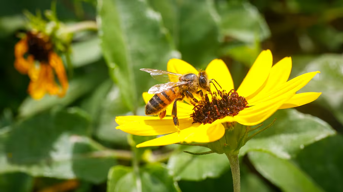 Pollen can be seen on the legs of a bee on April 1 in Dunedin in this file photo. Multiple studies have found that the pollen season is growing longer and more intense because of climate change.