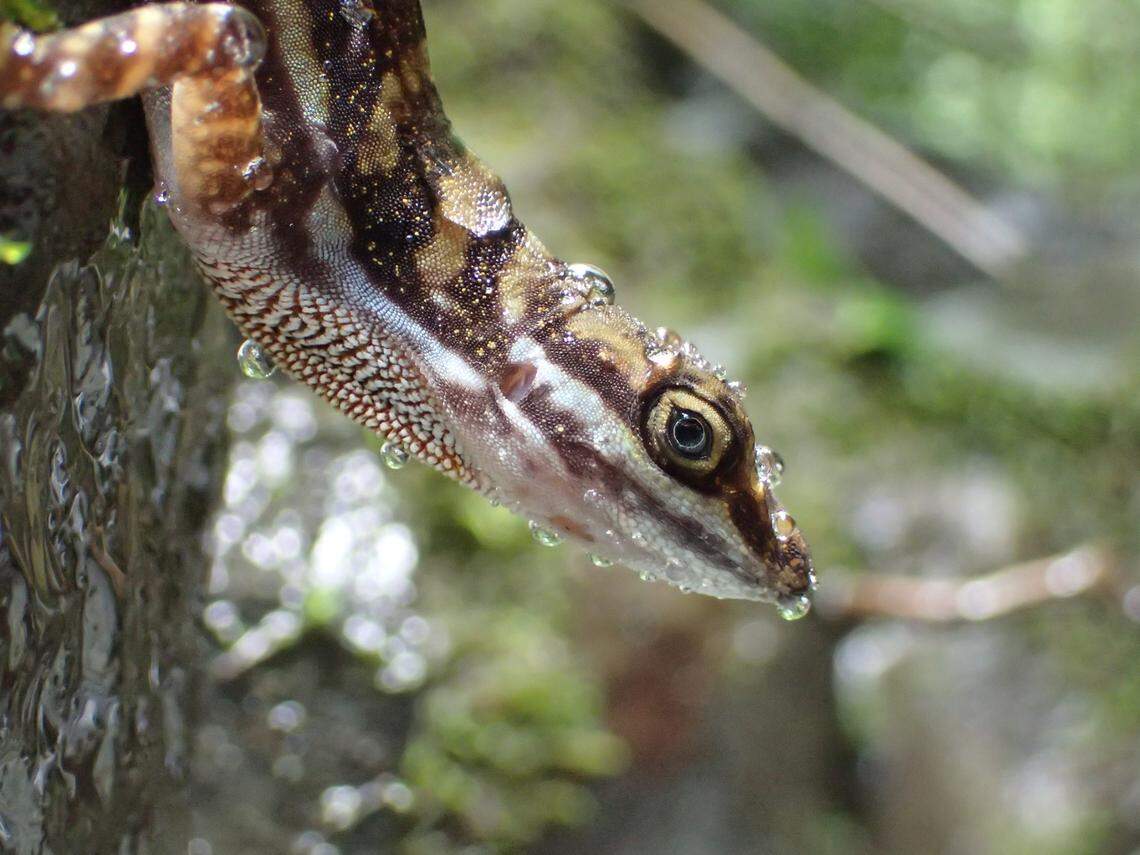 The skin of the lizard naturally repels water, making it easier for air bubbles to form on the skin’s surface underwater.