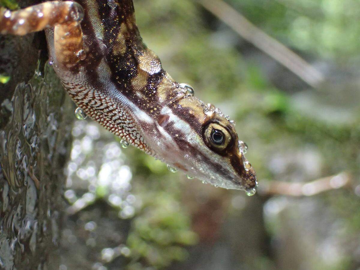 The skin of the lizard naturally repels water, making it easier for air bubbles to form on the skin’s surface underwater.