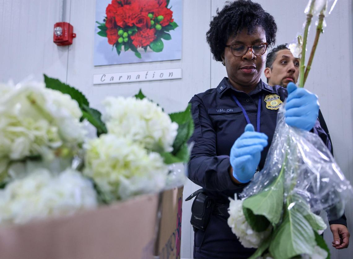 U.S. Customs Agricultural Specialist Dieudonne Vallon, right, closely inspects boxes of floral shipments as significant boxes of flowers from Colombia and Ecuador arrived at the FedEx Cargo Hub at Miami International Airport, as local florists and distributors prepare for Valentine’s Day on February 12, 2025. Notably, only 2% of the shipments are inspected by U.S. Customs Agricultural Specialists in order to ensure pest management and the quality of floral and plant shipments.