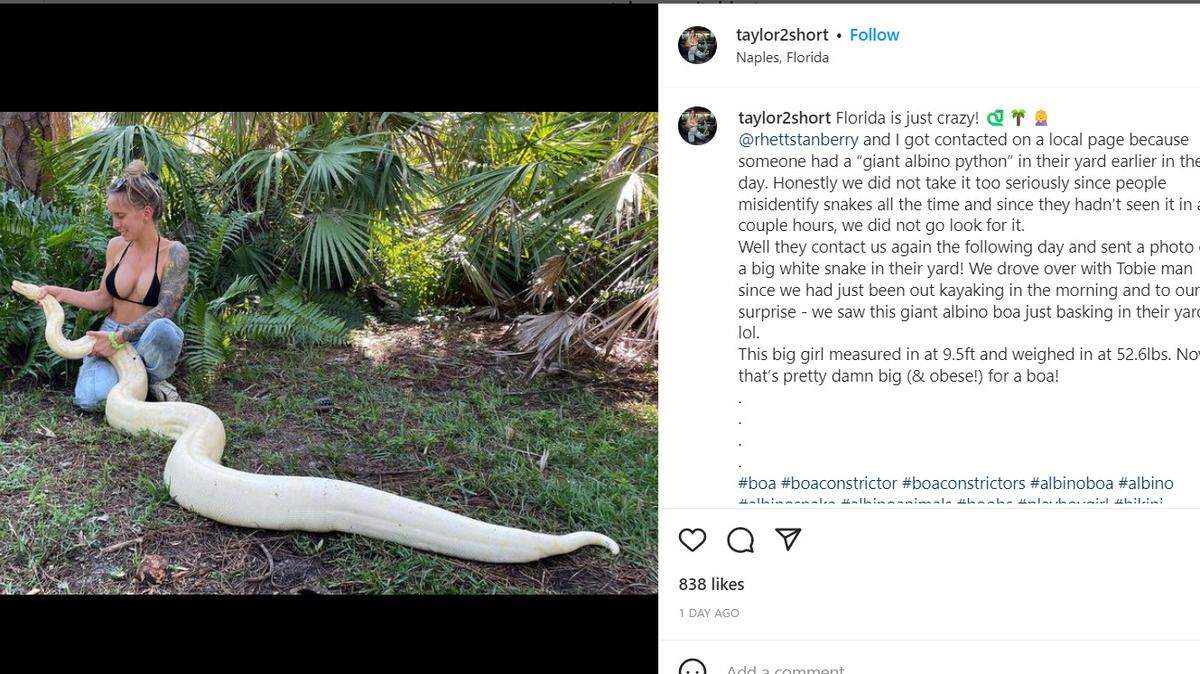 Albino boa constrictor found in Southwest Florida/Taylor Stanberry/Instagram