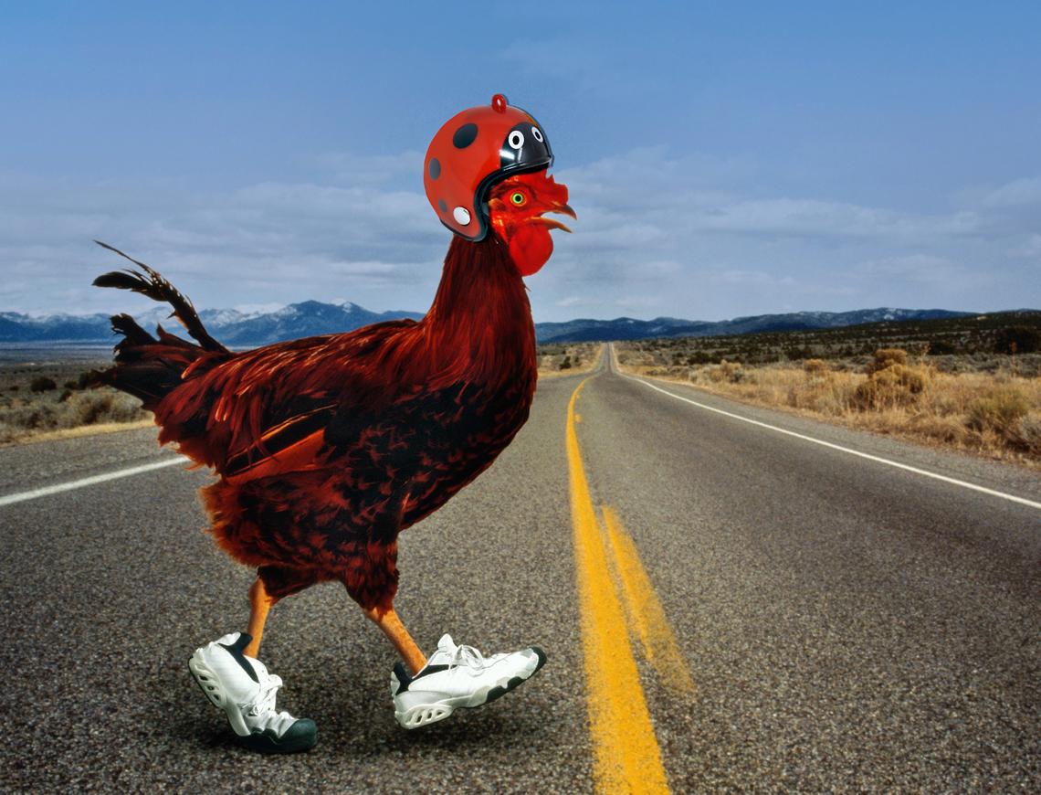 Illustration of a chicken crossing the road wearing a helmet. Domestic chicken latin name: ‘Gallus domesticus.’ Photoshop by Jenny Romney. Concept by Carl Juste. Photo: John Lund.