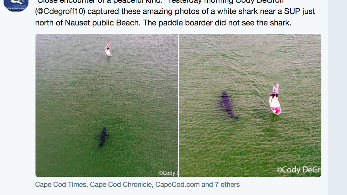 A paddle boarder in Cape Cod is glad to be alive after a drone captured pictures of him being shadowed by a great white shark on the water. He did not know the shark was there, but the animal swam past him peacefully.