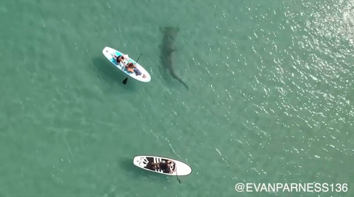 A drone video recorded the moment a large hammerhead shark checked out paddle boarders around it off Palm Beach, Florida. It dwarfed the paddle boards.