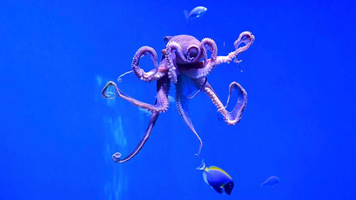 TOPSHOT - A day octopus, also known as the big blue octopus, found in both the Pacific and Indian Oceans, is seen at the Aquarium of the Pacific in Long Beach, California on May 27, 2021, during a media preview of the indoor exhibition "Coral Reefs: Nature's Underwater Cities". - "Coral Reefs: Nature's Underwater Cities" opens to the public on May 28, 2021 through April 2022, spotlighting the importance of coral reefs to the planet and marine environment. (Photo by Frederic J. BROWN / AFP) (Photo by FREDERIC J. BROWN/AFP via Getty Images)