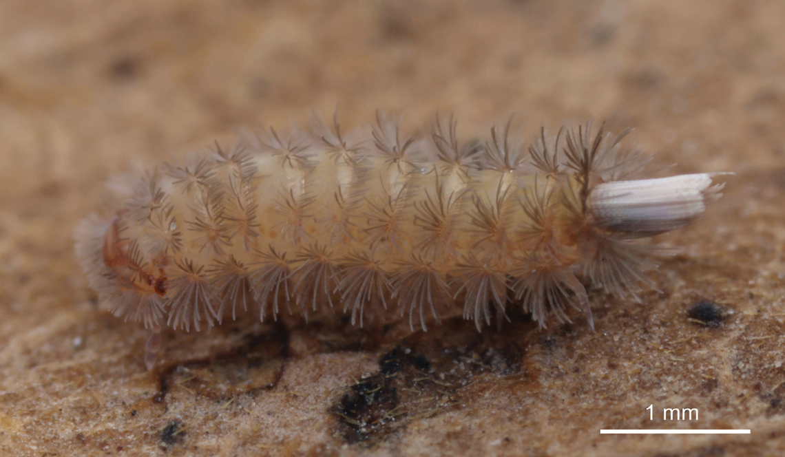 The millipede is mostly brown and covered with hair-like bristles.