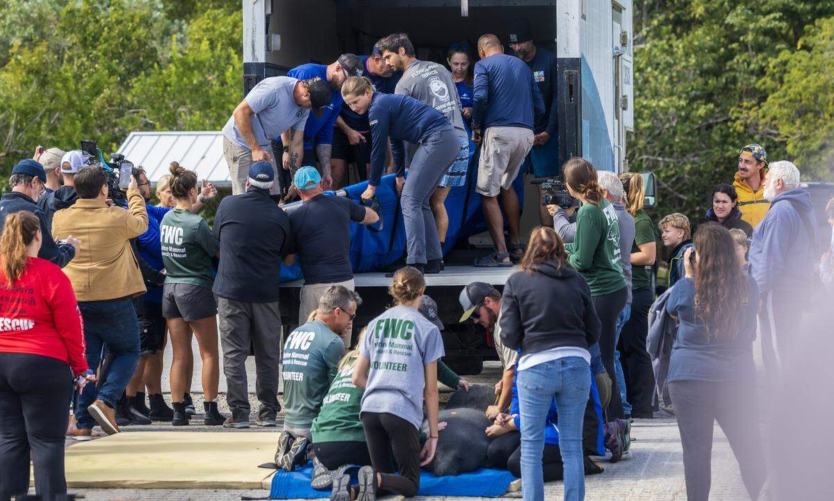 SeaWorld Orlando staff and biologists and volunteers with the Florida Fish and Wildlife Conservation Commission deliver a manatee and her calf back to the wild at John Pennekamp Coral Reef State Park in Key Largo. The pair was rescued from the Keys in May 2025 because the mother was badly tangled in fishing line. They were rehabilitated at SeaWorld, on Wednesday, January 28, 2026.
