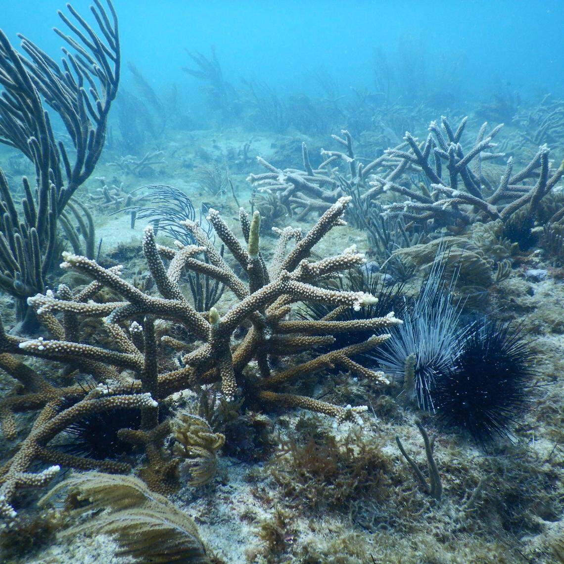 Urchins utilizing critically endangered staghorn corals for shelter one week after being placed on Rainbow Reef. These corals were restored in 2021 during the 100 yards of hope project. While urchins can help corals by eating algae, corals can also help urchins by providing valuable shelter. 